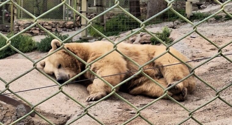 Исследование: Изменение климата вызвало стресс у животных в зоопарке Антальи