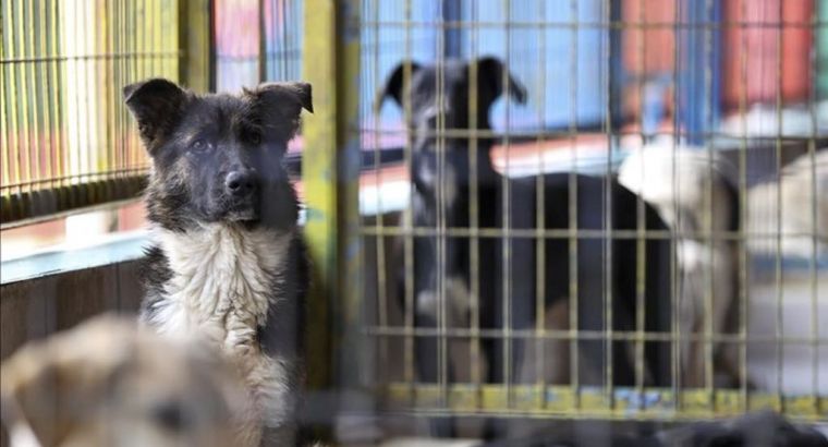 Бездомные животные: штраф 71 тысяча лир за каждого брошенного питомца