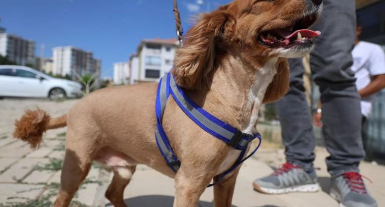 Срок обязательного чипирования домашних животных продлен