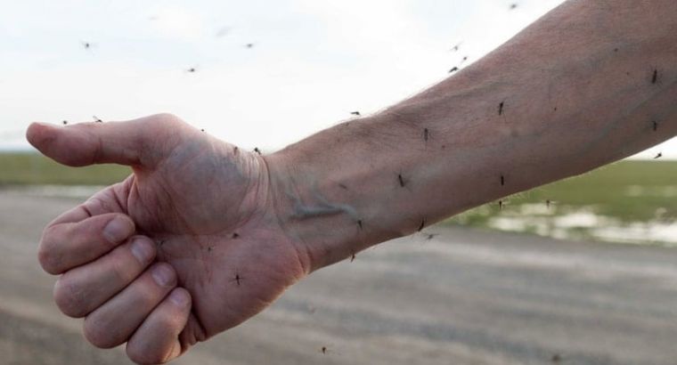 На Стамбул раньше времени обрушились комары!