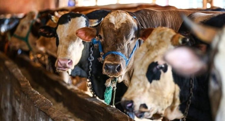 Курбан-байрам 2025: цены на жертвенных животных начинают определяться