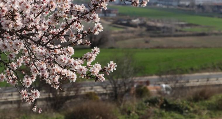 21 марта может стать официальным выходным днём в Турции в честь праздника Новруз