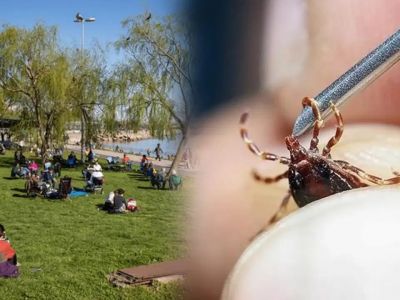 Внимание, клещи: в Стамбуле зафиксирован рост обращений