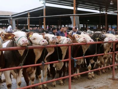 В Турции временно закрыли все рынки по продаже животных