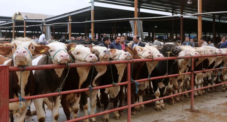 В Турции временно закрыли все рынки по продаже животных