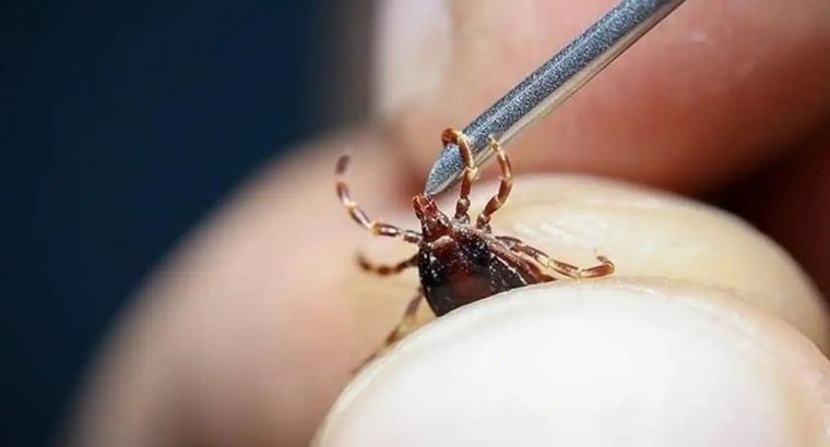 Женщина пришла в больницу — а у неё на животе оказалась клещ!