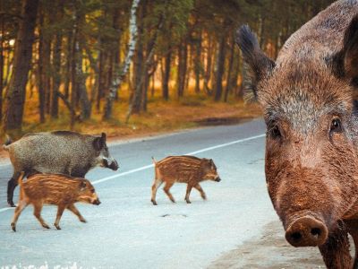 Дикие кабаны заполонили побережья: экологи предупреждают об опасности