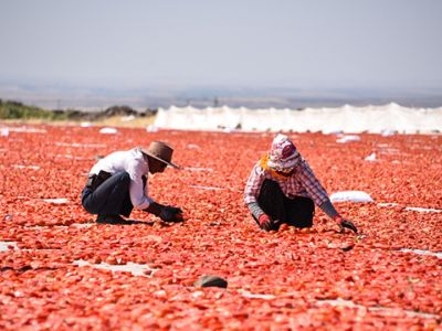Засуха сократила урожай томатов