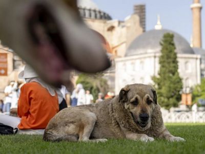 В Стамбуле примут меры по отлову бездомных собак у школ и в местах скопления людей