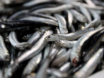 В Турции ожидается изобилие хамси