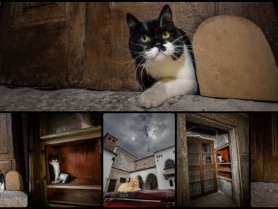 КОШАЧЬЯ ДВЕРЬ ТОПКАПЫ СНОВА ОТКРЫТА 🐾