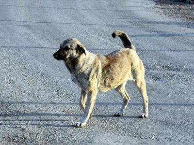 В СТАМБУЛЕ ЗАПРЕТИЛИ КОРМИТЬ БЕЗДОМНЫХ СОБАК