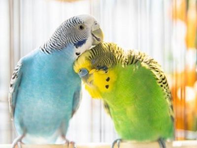 В пет-шопах вводятся новые правила продажи диких животных