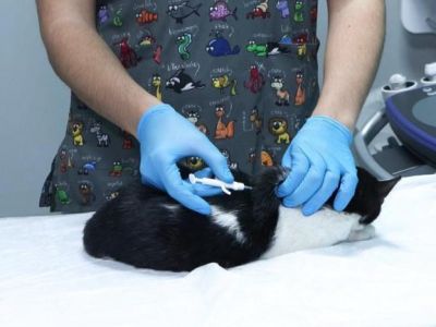 До 31 декабря в Турции нужно обязательно чипировать кошек и собак