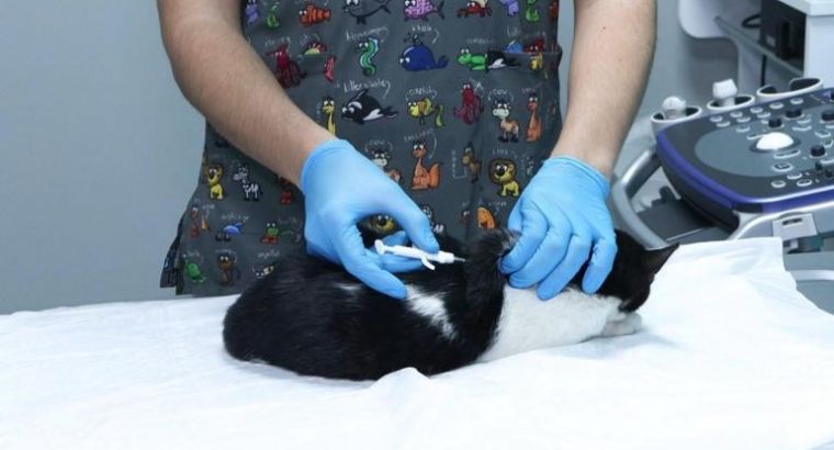 До 31 декабря в Турции нужно обязательно чипировать кошек и собак