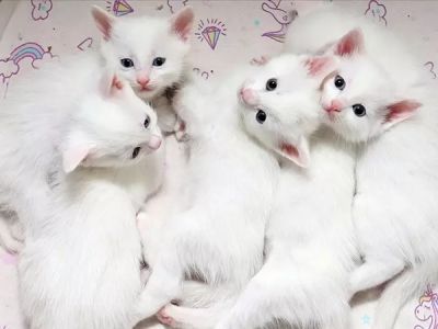 В Турции за 2025 год родились 120 ванских кошек: страна усиливает программу сохранения редкой породы