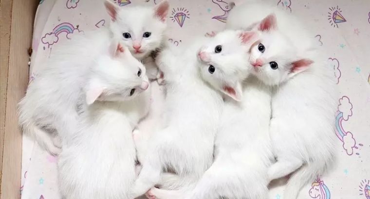 В Турции за 2025 год родились 120 ванских кошек: страна усиливает программу сохранения редкой породы