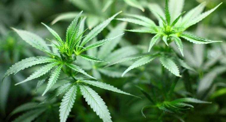 В Турции разрешили выращивание конопли в 21 провинции