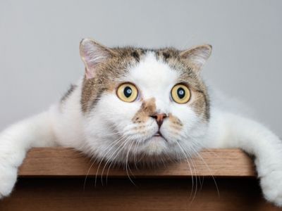 В Стамбуле пациенту выплатят компенсацию после падения кошки с потолка в больнице