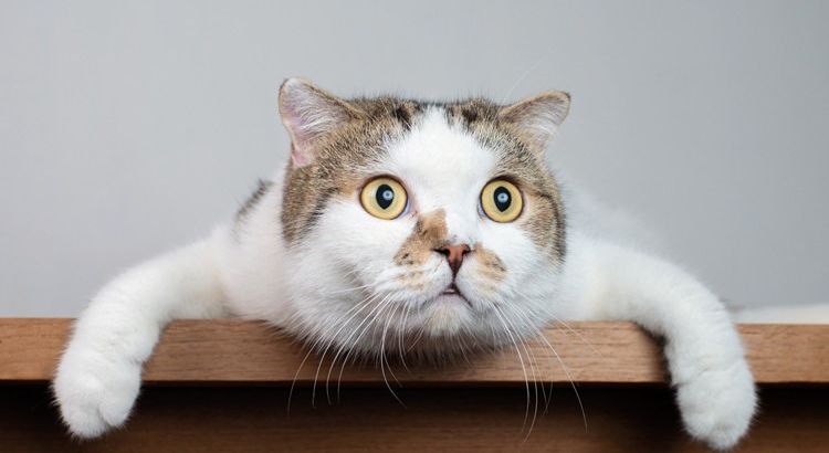 В Стамбуле пациенту выплатят компенсацию после падения кошки с потолка в больнице