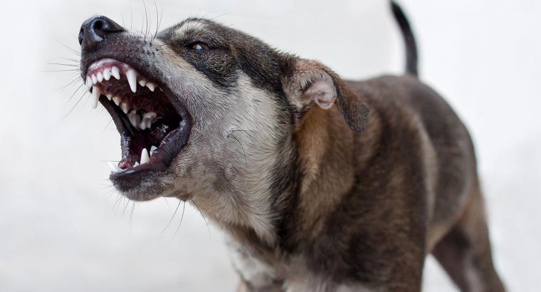 Названы районы Стамбула с наибольшим числом обращений из-за риска бешенства