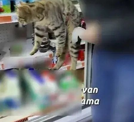 В Стамбуле при проверке супермаркета обнаружили просрочку и кошку в холодильнике