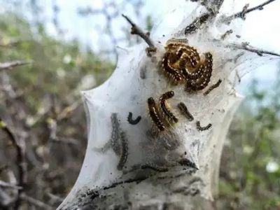 ВНИМАНИЕ! В СТАМБУЛЕ ЗАМЕЧЕНЫ ЯДОВИТЫЕ ГУСЕНИЦЫ 🐛⚠️