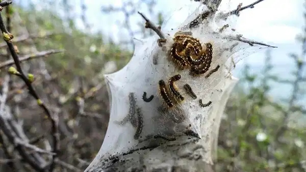 ВНИМАНИЕ! В СТАМБУЛЕ ЗАМЕЧЕНЫ ЯДОВИТЫЕ ГУСЕНИЦЫ 🐛⚠️