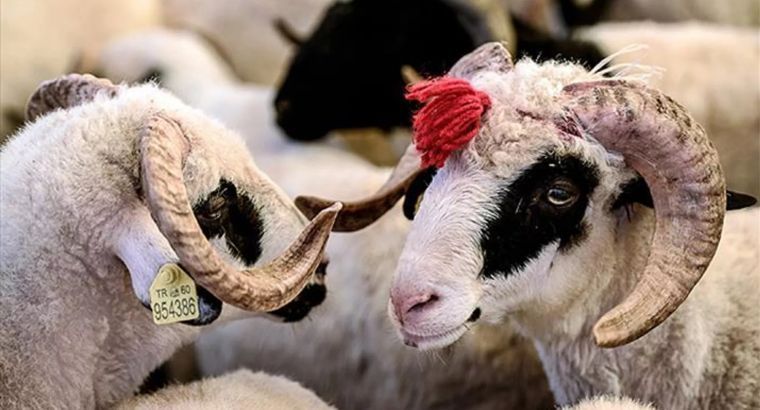 В Турции объявили новые правила к Курбан-байраму: штрафы — до 839 тысяч лир