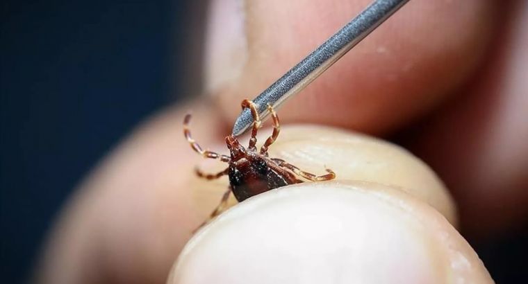 С потеплением в Турции активизировались клещи: врачи предупреждают о риске