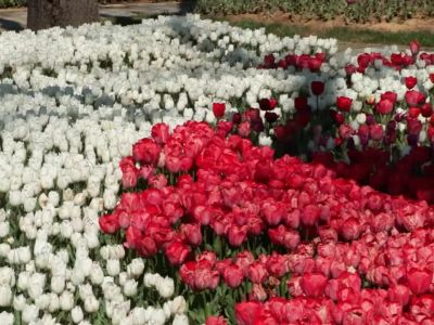 В СТАМБУЛЕ НАЧАЛСЯ СЕЗОН ТЮЛЬПАНОВ: ГДЕ ПОСМОТРЕТЬ И КОГДА ФЕСТИВАЛЬ 🌷