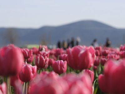 🌷 ТЮЛЬПАНОВОЕ ПОЛЕ В ТУРЦИИ, КОТОРОЕ СОБРАЛО 400 ТЫСЯЧ ЧЕЛОВЕК