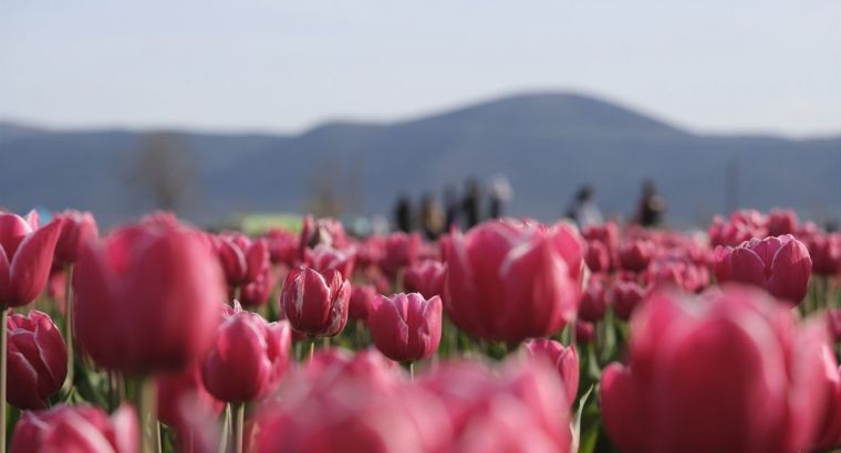 🌷 ТЮЛЬПАНОВОЕ ПОЛЕ В ТУРЦИИ, КОТОРОЕ СОБРАЛО 400 ТЫСЯЧ ЧЕЛОВЕК