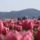 🌷 ТЮЛЬПАНОВОЕ ПОЛЕ В ТУРЦИИ, КОТОРОЕ СОБРАЛО 400 ТЫСЯЧ ЧЕЛОВЕК