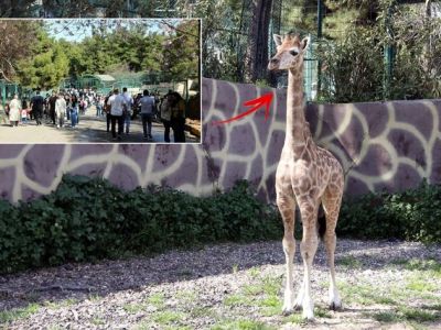 В Турции родился первый детёныш жирафа! 🦒🇹🇷