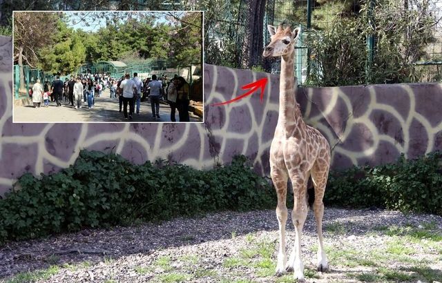 В Турции родился первый детёныш жирафа! 🦒🇹🇷