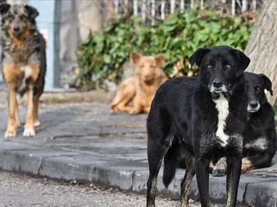 В Турции начали серьёзно штрафовать тех, кто берёт животных под опеку, а потом снова выбрасывает их на улицу 🐶