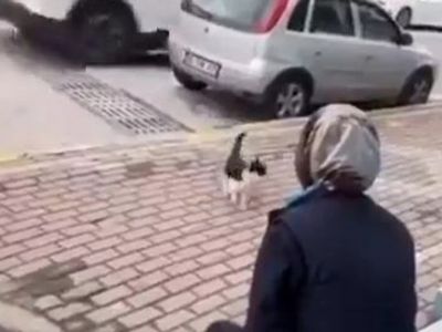 В Турции разгорелся скандал после видео с котом