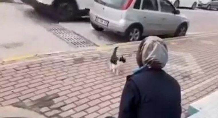 В Турции разгорелся скандал после видео с котом