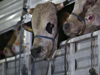 В Стамбул начали завозить животных к Курбан-байраму 🐄🐑