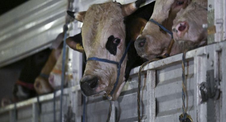 В Стамбул начали завозить животных к Курбан-байраму 🐄🐑