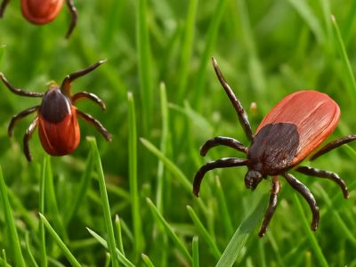 🕷️ В Токате пять человек лечатся от Крымско-конго геморрагической лихорадки