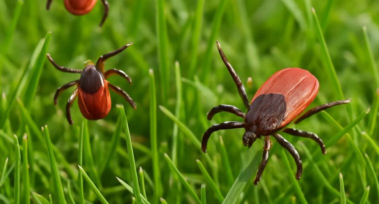 🕷️ В Токате пять человек лечатся от Крымско-конго геморрагической лихорадки