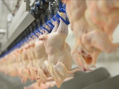 🐔 Штрафы за ценовой сговор на птицу