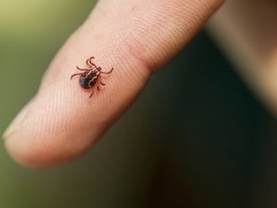 🕷️ В Стамбуле выросло количество клещей