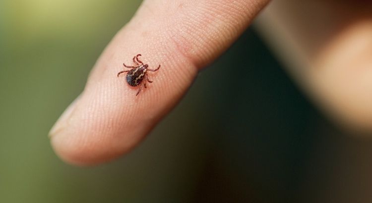 🕷️ В Стамбуле выросло количество клещей