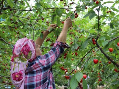 🍒 В Турции начался активный сбор черешни: ожидается рост экспорта