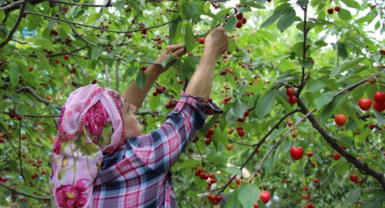 🍒 В Турции начался активный сбор черешни: ожидается рост экспорта