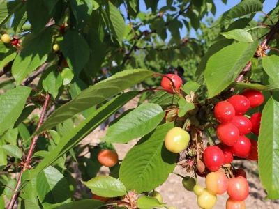 🍒 В Турции мужчина умер после того, как вместе с супругой съел черешню, сорванную с дерева