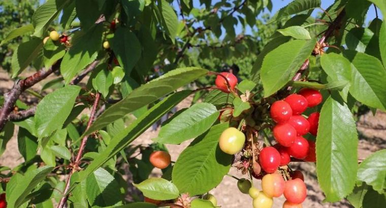 🍒 В Турции мужчина умер после того, как вместе с супругой съел черешню, сорванную с дерева